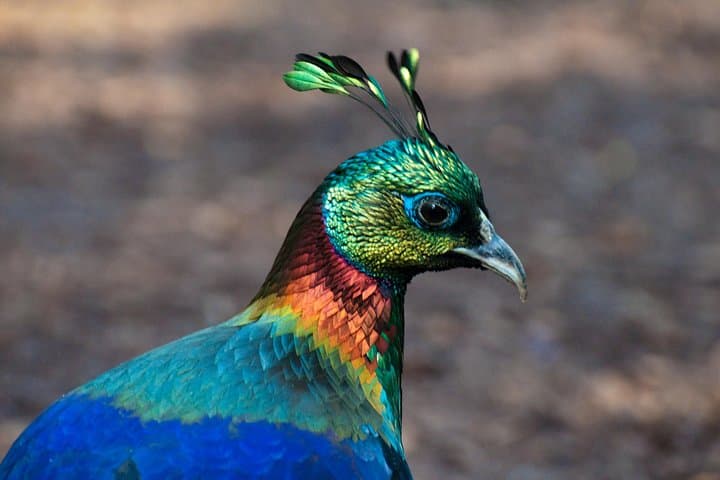 Private Day Trip to Jawalakhel Central Zoo in Kathmandu photo 6