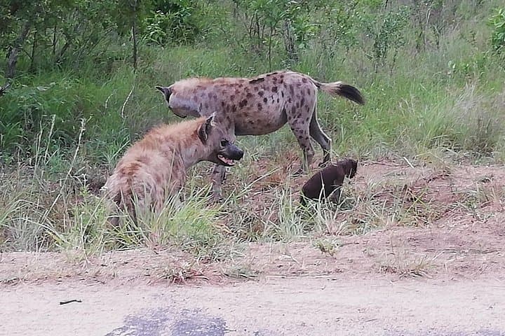 4-Day Kruger Safari & Panorama Route from Johannesburg — Big Five Game Drives photo 4