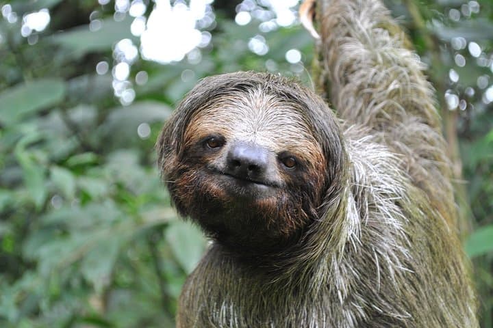 Peñas Blancas River Wildlife Safari — La Fortuna Two‑Hour Float Tour