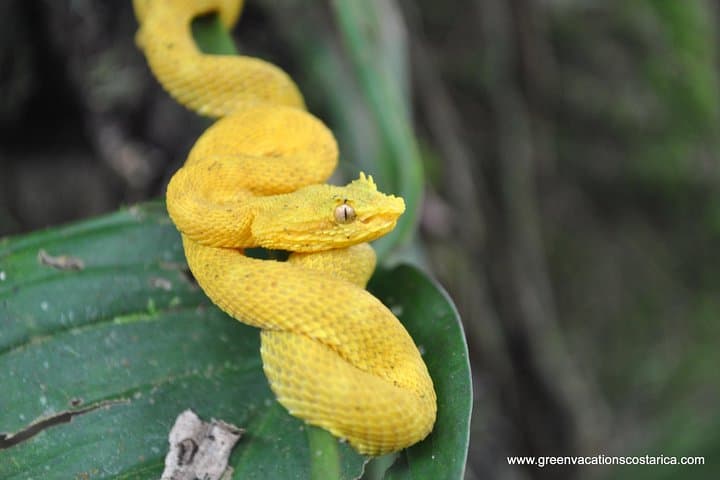 Peñas Blancas River Wildlife Safari — La Fortuna Two‑Hour Float Tour photo 3