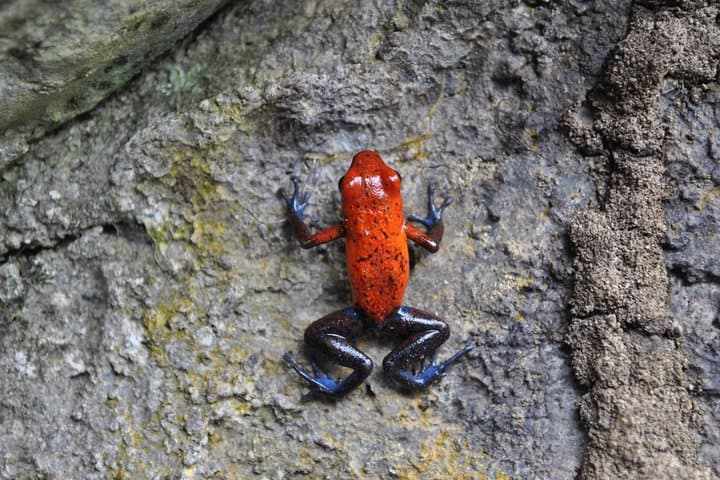 Peñas Blancas River Wildlife Safari — La Fortuna Two‑Hour Float Tour photo 6