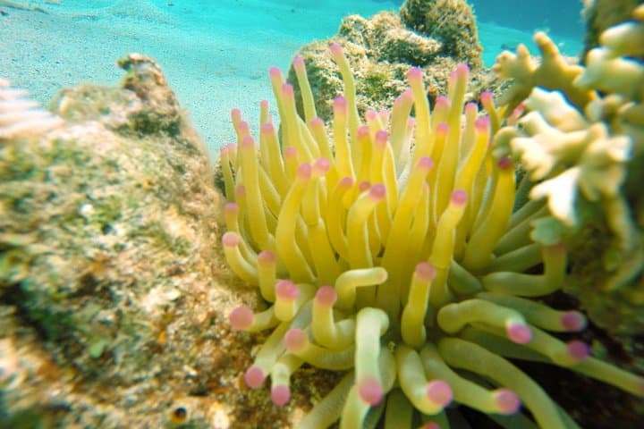 Certified Scuba Diving in Curaçao: Tugboat & Marie Pampoen Wreck Dives photo 3