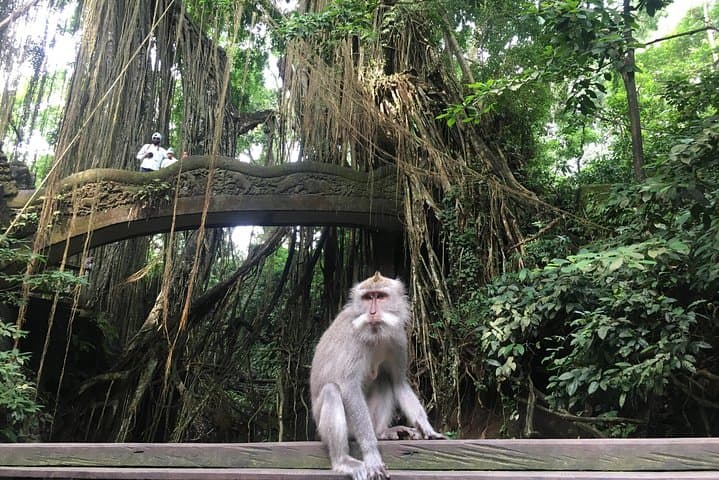 Full-Day Ubud: Waterfalls, Rice Terraces & Monkey Forest Tour photo 3