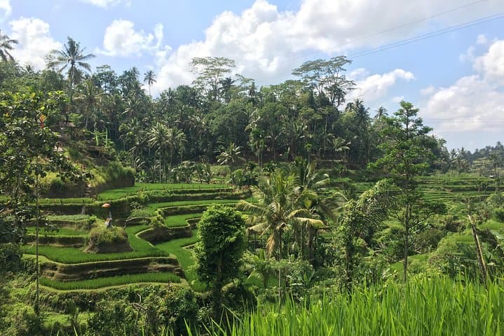 Full-Day Ubud: Waterfalls, Rice Terraces & Monkey Forest Tour photo 5