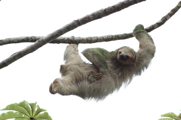 La Fortuna White-Water Rafting on the Balsa River with Authentic Costa Rican Lunch photo 6