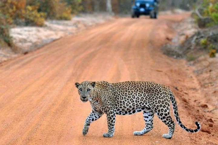 Udawalawe National Park Safari — Full-Day Wild Elephant & Birding Adventure photo 2
