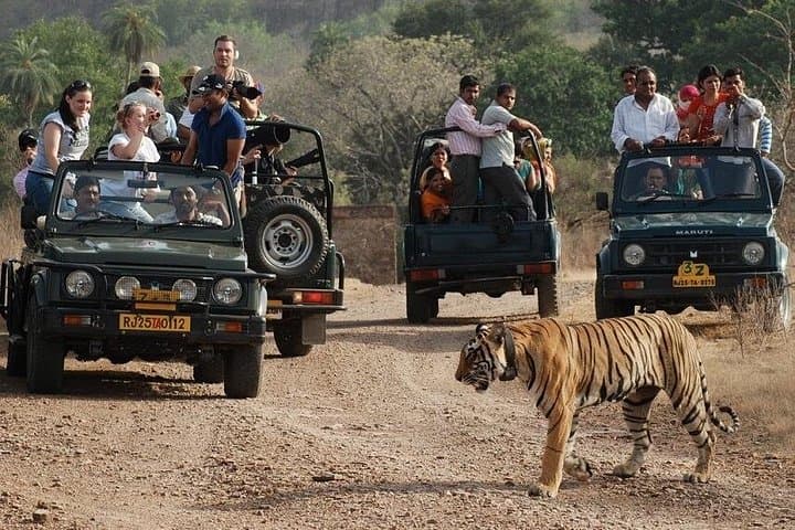 Private 2-Night Ranthambore Tiger Safari: Short Wildlife Escape from Delhi photo 3