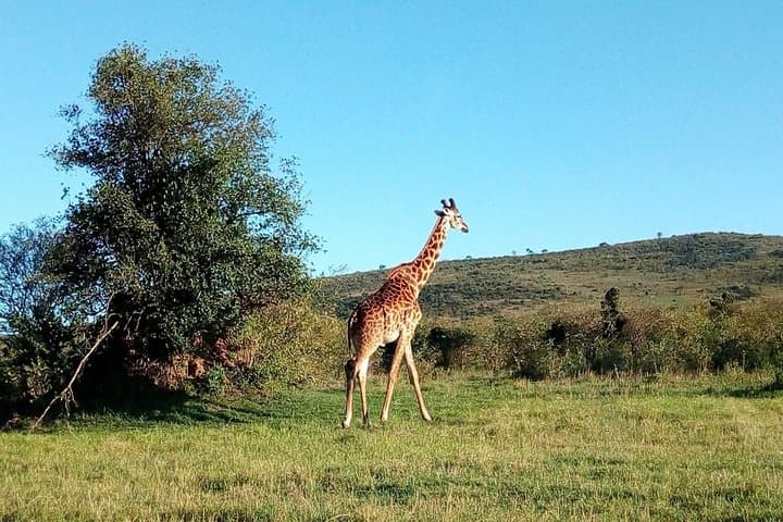 13-Day Best of Kenya Wildlife Safari: Samburu to Tsavo in Luxury Camps photo 6