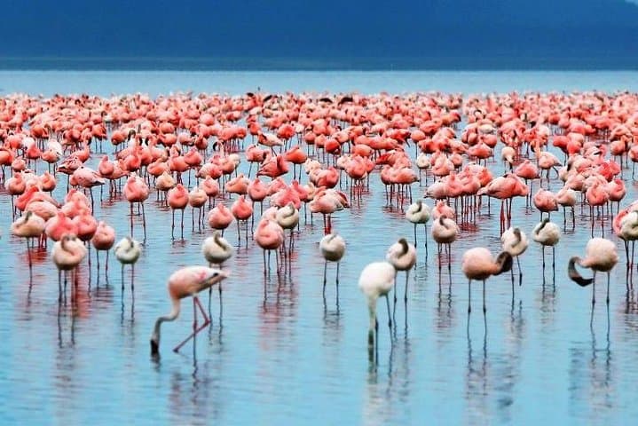 2-Day Lake Nakuru Safari: Flamingos, Rhinos & Big Five Game Drives photo 4