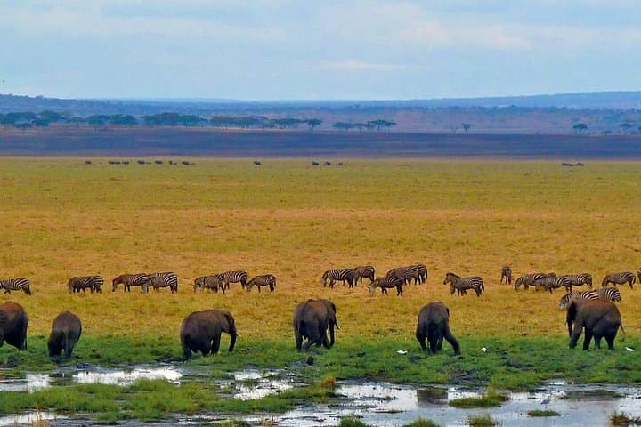 Full-Day Safari in Tarangire National Park: Elephant Herds, Baobabs & Birding photo 3