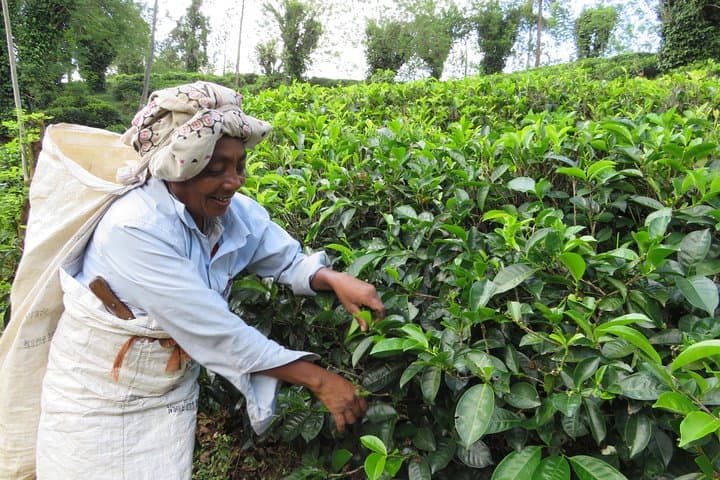 Kandy to Nuwara Eliya Day Trip: Little England, Tea Plantations & Ramboda Falls photo 3