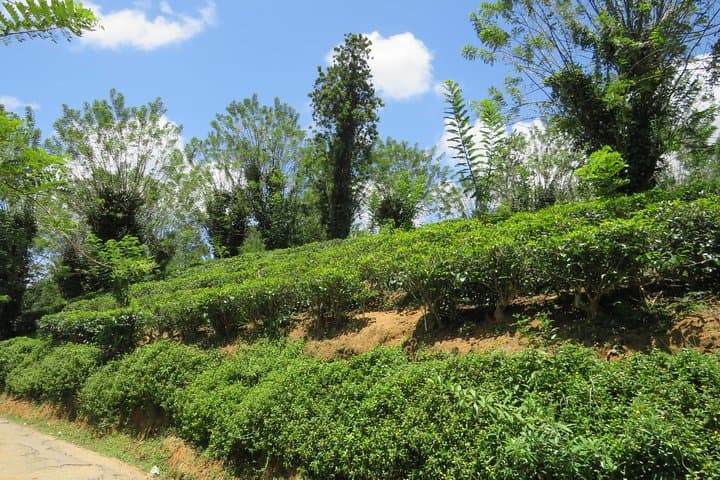 Kandy to Nuwara Eliya Day Trip: Little England, Tea Plantations & Ramboda Falls photo 4
