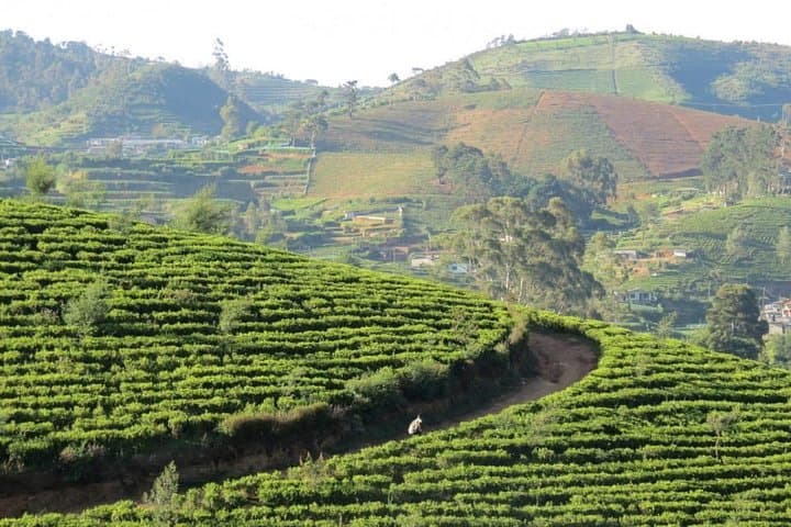 Kandy to Nuwara Eliya Day Trip: Little England, Tea Plantations & Ramboda Falls photo 6
