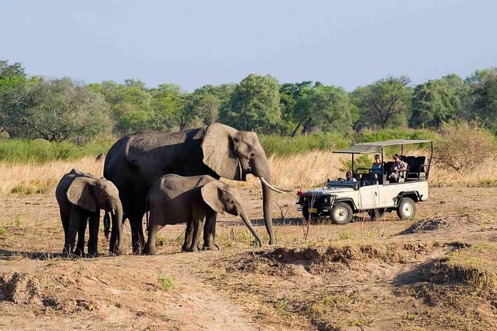 Zambezi National Park AM or PM Game Drive — Victoria Falls Safari photo 1