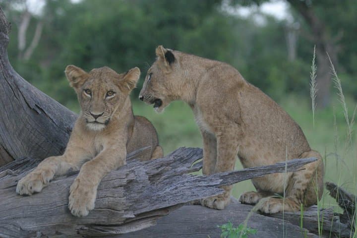 Borderlands Safari: 2-Day Zambia–Botswana Game Drive & Chobe River Cruise photo 3