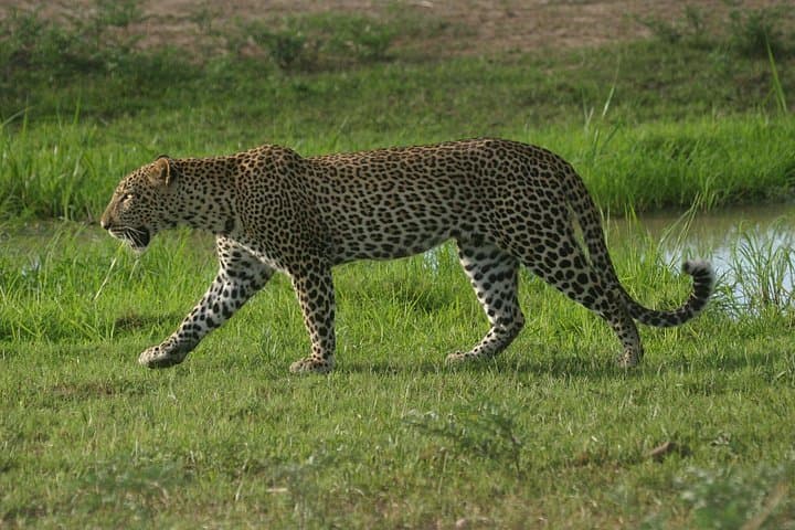Borderlands Safari: 2-Day Zambia–Botswana Game Drive & Chobe River Cruise photo 2