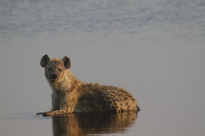 Borderlands Safari: 2-Day Zambia–Botswana Game Drive & Chobe River Cruise photo 4