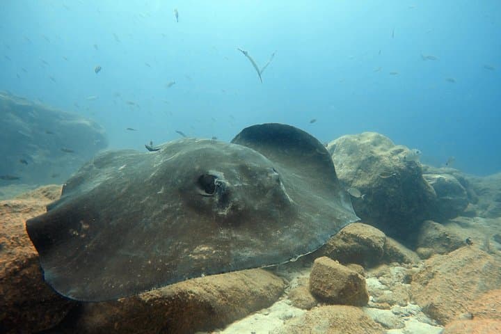 Scuba Diving for Certified Divers in Costa Adeje — Day Trips from Puerto Colón photo 5