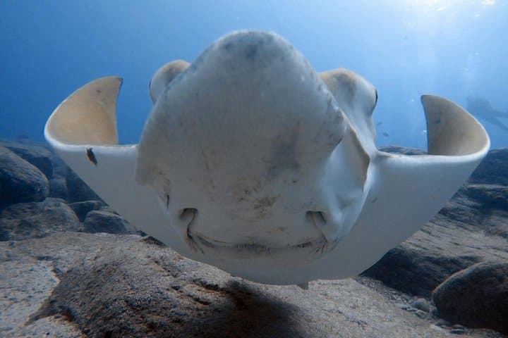 Scuba Diving for Certified Divers in Costa Adeje — Day Trips from Puerto Colón photo 3