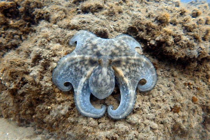 Scuba Diving for Certified Divers in Costa Adeje — Day Trips from Puerto Colón photo 6