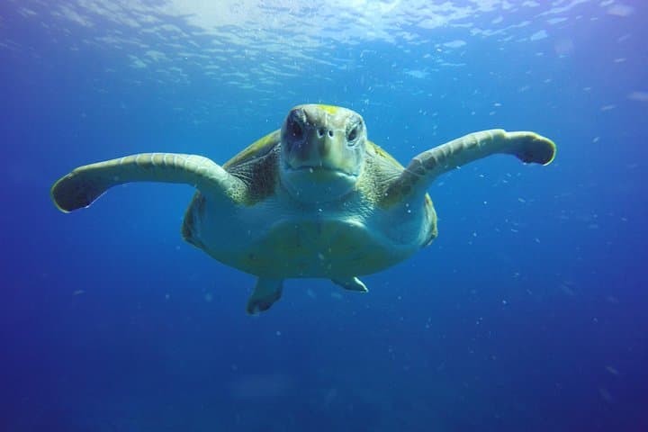 Scuba Diving for Certified Divers in Costa Adeje — Day Trips from Puerto Colón photo 4