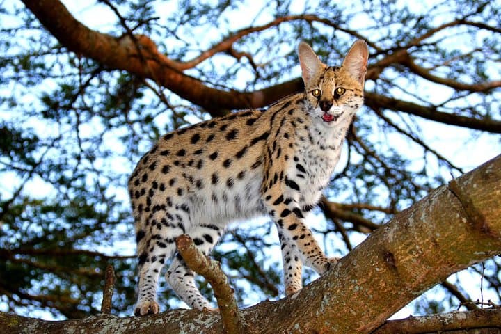Full-Day Hluhluwe Safari & Emdoneni Wild Cat Encounter from Durban photo 2