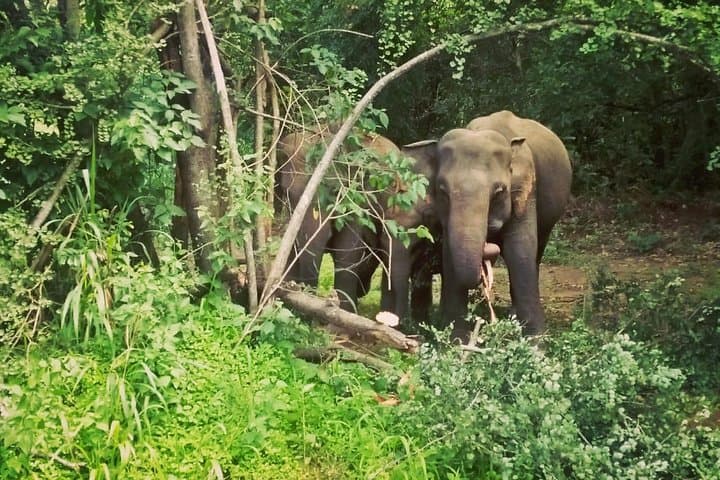 Private Sigiriya & Dambulla Day Tour from Kandy with Minneriya Safari and Lunch photo 5