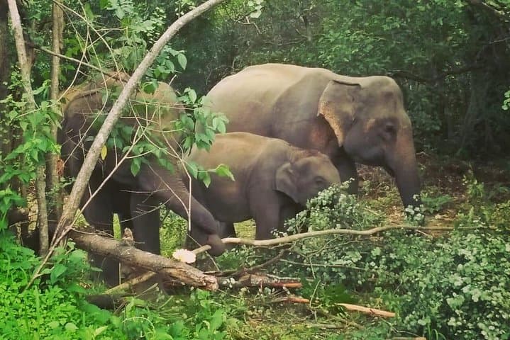 Private Sigiriya & Dambulla Day Tour from Kandy with Minneriya Safari and Lunch photo 6