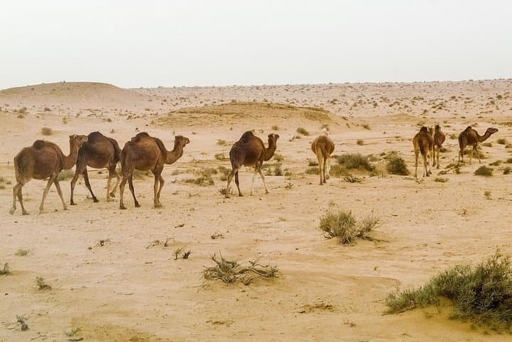 4-Day Tunisia Discovery Private Tour: Sahara Dunes, Roman Ruins & Berber Camps photo 2