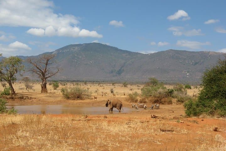 4-Day Tsavo & Amboseli Safari from Mombasa — Mzima Springs, Kilimanjaro Views & Big Game photo 2