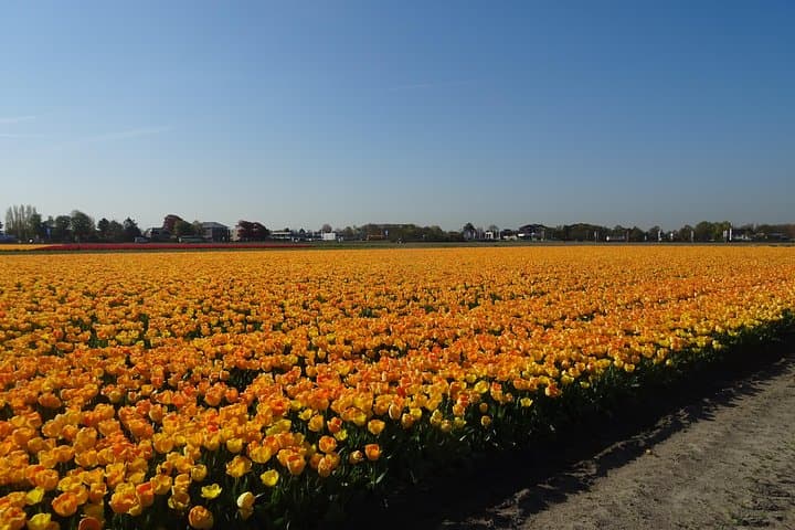 Private 4-Hour Flower Fields Tour from Amsterdam — Keukenhof & Bollenstreek Drive photo 2