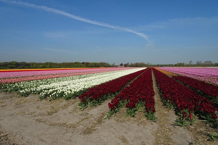 Private 4-Hour Flower Fields Tour from Amsterdam — Keukenhof & Bollenstreek Drive photo 1