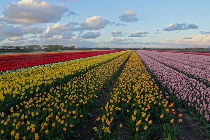 Private 4-Hour Flower Fields Tour from Amsterdam — Keukenhof & Bollenstreek Drive photo 3