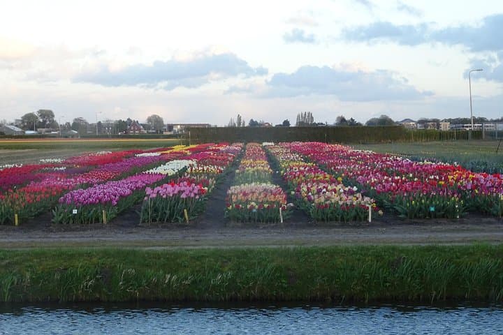Private 4-Hour Flower Fields Tour from Amsterdam — Keukenhof & Bollenstreek Drive photo 4