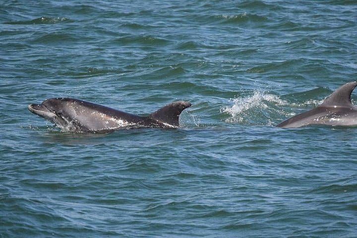 Footloose Dolphin Cruise in Panama City Beach – 90-Min Gulf Sightseeing photo 3