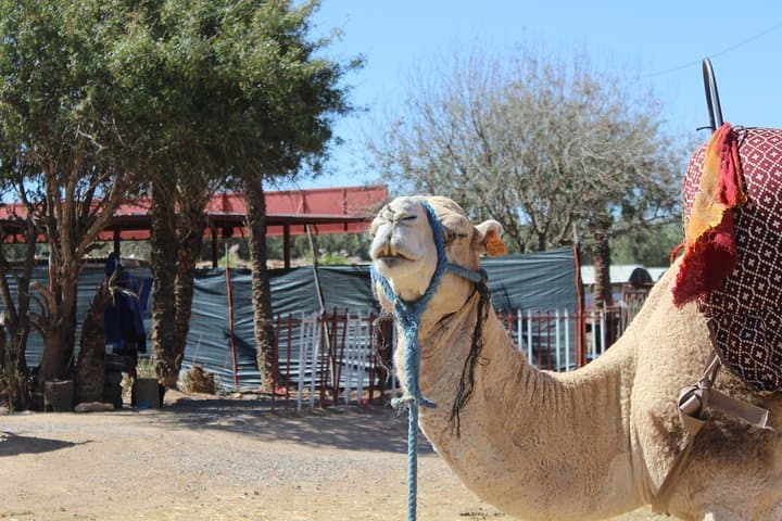 Camel Ride in the Palmeraie of Marrakech: Palm-Oasis Experience & Practical Guide photo 6