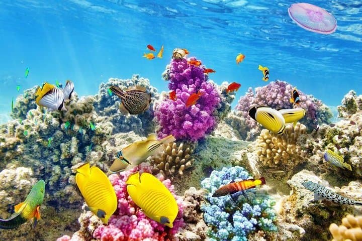 Orange Bay Snorkeling Day Trip from Hurghada — Red Sea Reefs & Dolphin Encounters photo 6