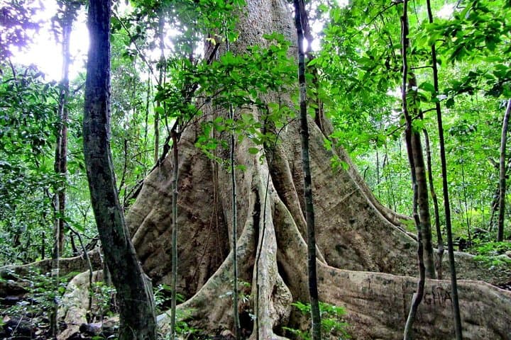 Cuc Phuong National Park Day Trip — Primate Rescue, Ancient Forest & Prehistoric Cave photo 5