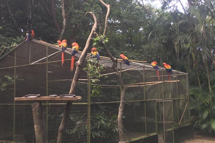 Gumbalimba Park Roatán: Capuchin Monkeys, Insectarium & West Bay Beach Day Trip photo 6