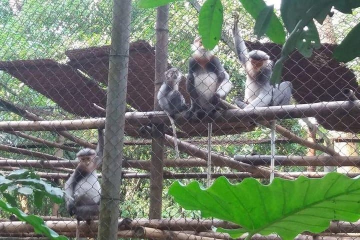 Cuc Phuong National Park Day Trip from Hanoi: Primate Rescue, Ancient Forest Trails photo 4