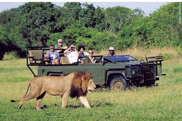 4-Day Kruger Safari & Panorama Route from Johannesburg — Big Five Game Drives photo 2