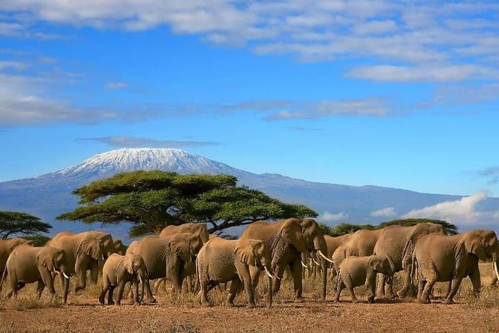2-Day Amboseli Wildlife Safari Kenya — Itinerary, Tips & What to Expect