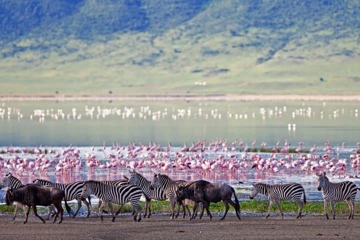 2-Day Amboseli Wildlife Safari Kenya — Itinerary, Tips & What to Expect photo 2