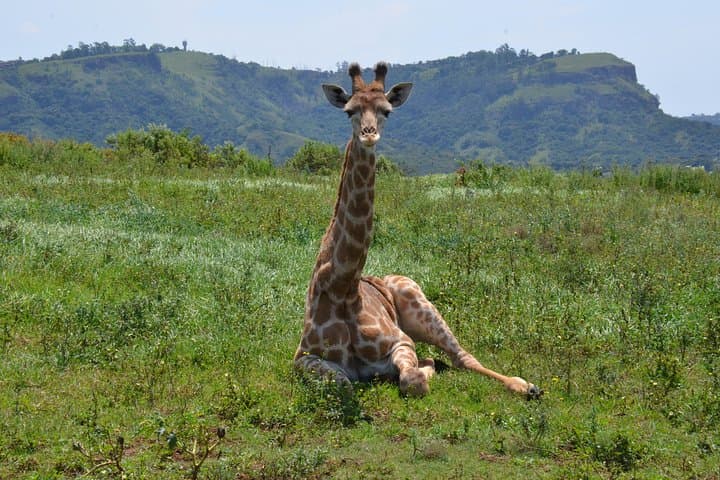 Durban Mini Safari and PheZulu Village Day Tour — Wildlife, Raptors & Zulu Culture photo 4
