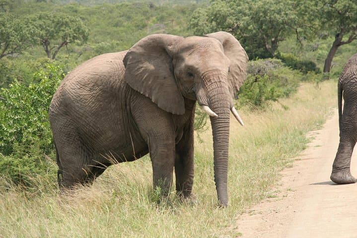 Durban Mini Safari and PheZulu Village Day Tour — Wildlife, Raptors & Zulu Culture photo 6