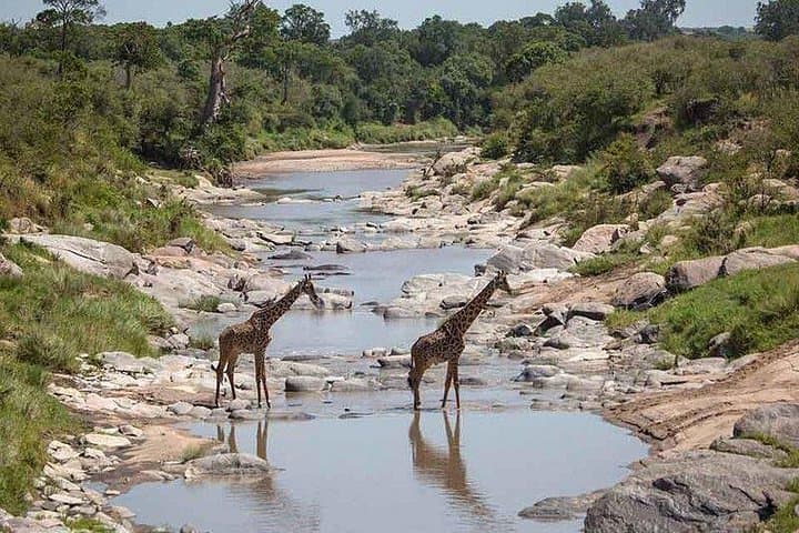 3-Day Masai Mara Safari at Sopa Lodge: Private Game Drives from Nairobi photo 3