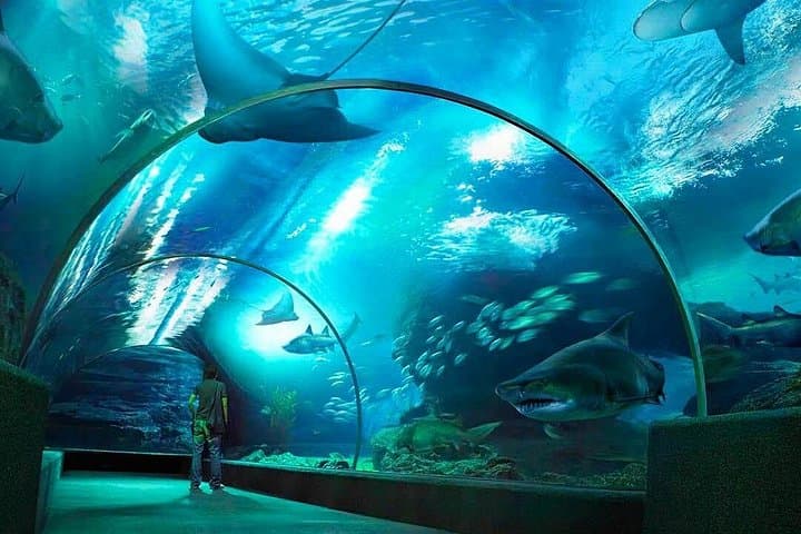 Sea Life Bangkok & Madame Tussauds Combo: Aquarium Tunnel and Wax Museum in Central Bangkok photo 3