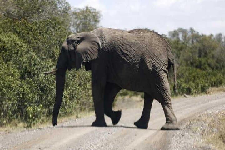 3-Day Masai Mara Safari at Sopa Lodge: Private Game Drives from Nairobi photo 2