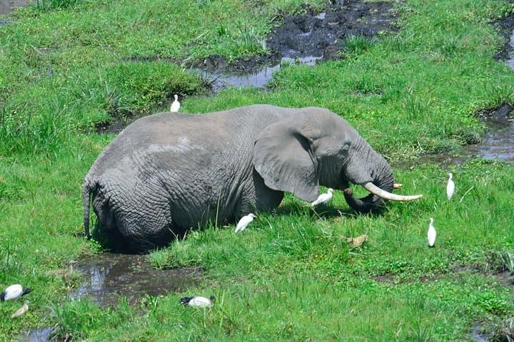 3-Day Amboseli & Tsavo Safari: Kilimanjaro Views, Mzima Springs & Big Elephants photo 6