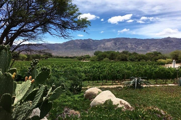 Luxury Colome Wine Tour: High‑Altitude Vineyards & James Turrell in Salta photo 5